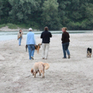 normal_10062011hundgebissenfaaktivnews_23.jpg