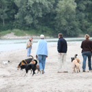 normal_10062011hundgebissenfaaktivnews_24.jpg