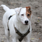 normal_10062011hundgebissenfaaktivnews_35.jpg