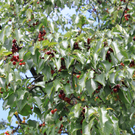 Kirschen im Reifeprozess