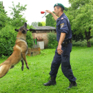 Polizeihunde42.jpg