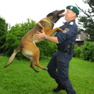Polizeihunde28.jpg
