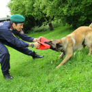 Polizeihunde14.jpg