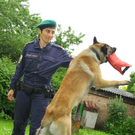 Polizeihunde08.jpg