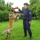 Polizeihunde07.jpg