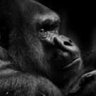 512092-3_Gorilla_Christian Kurz.jpg