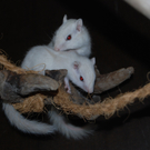 Streifenhörnchen