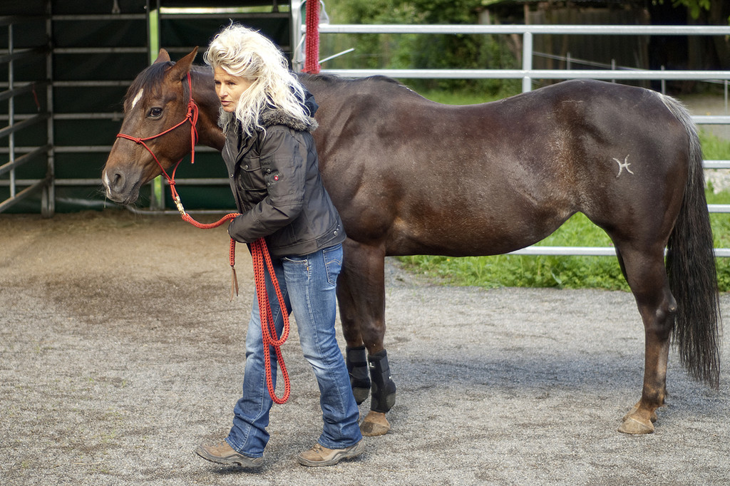 pferd1_jpg-1307897138