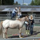 pferd2_jpg-1307897165