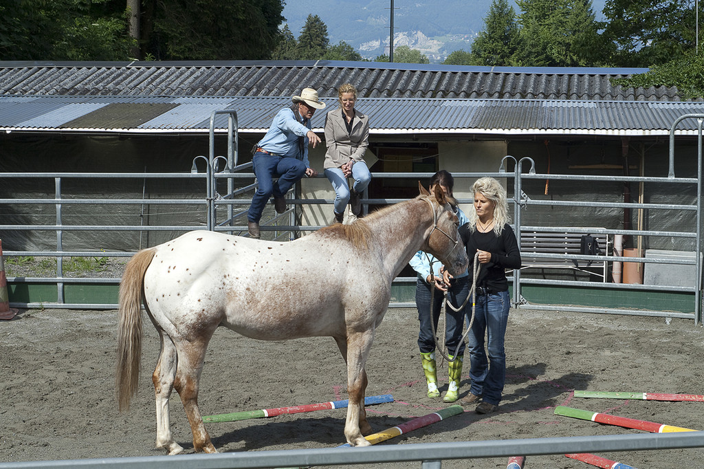 pferd2_jpg-1307897165