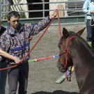 pferd4_jpg-1307897191