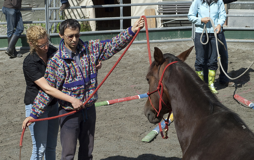 pferd4_jpg-1307897191