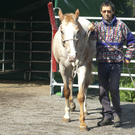 pferd5_jpg-1307897219