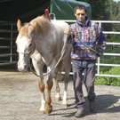 pferd6_jpg-1307897249