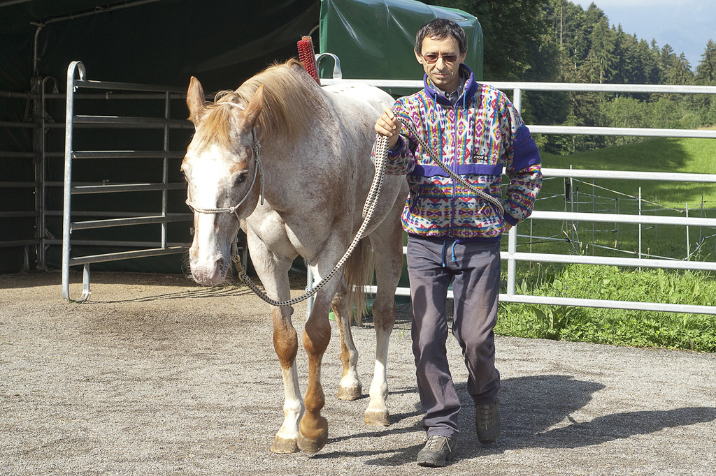 pferd6_jpg-1307897249