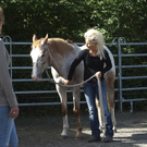 pferd8_jpg-1307897273