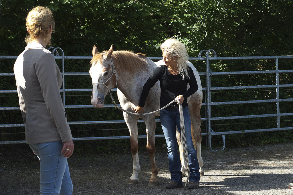 pferd8_jpg-1307897273
