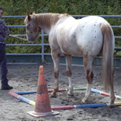 pferd11_jpg-1307897348