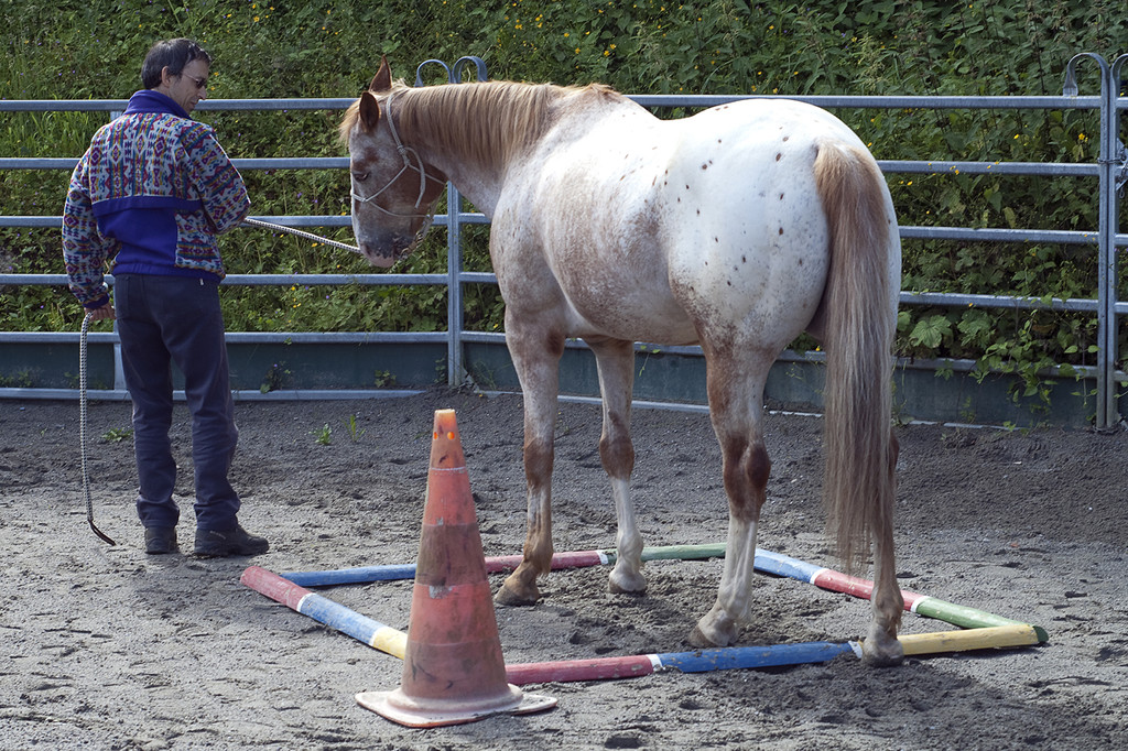 pferd11_jpg-1307897348