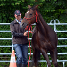 pferd13_jpg-1307897403
