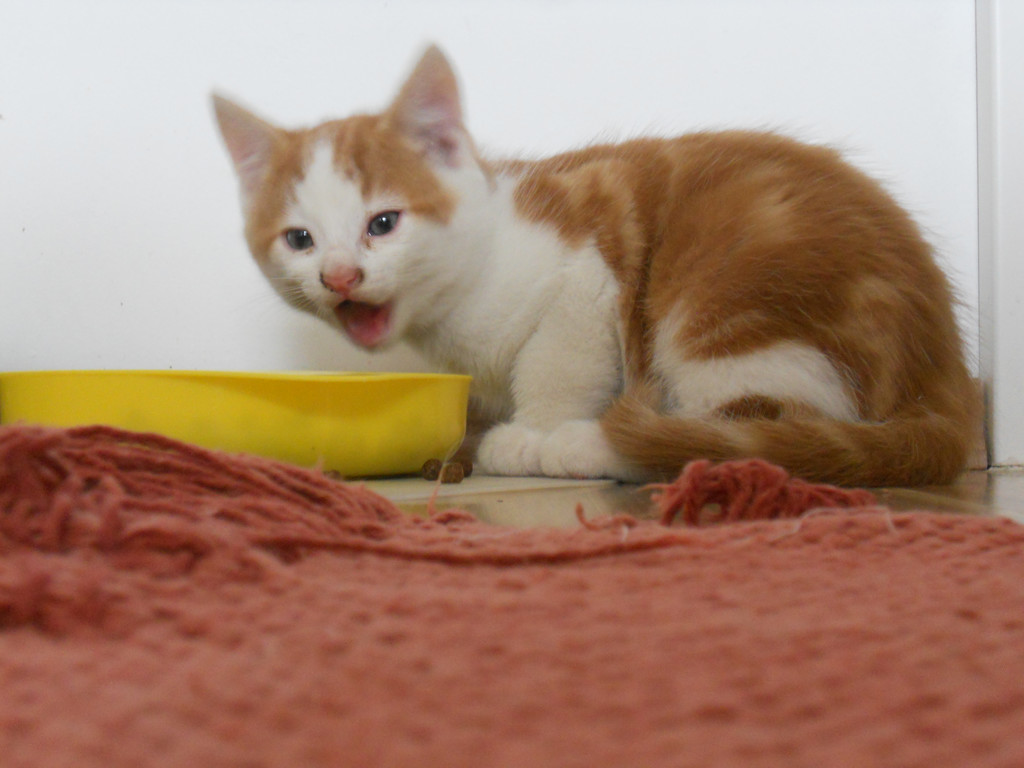 DSCN0347_jpg-1307904853