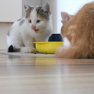 DSCN0344_jpg-1307904951