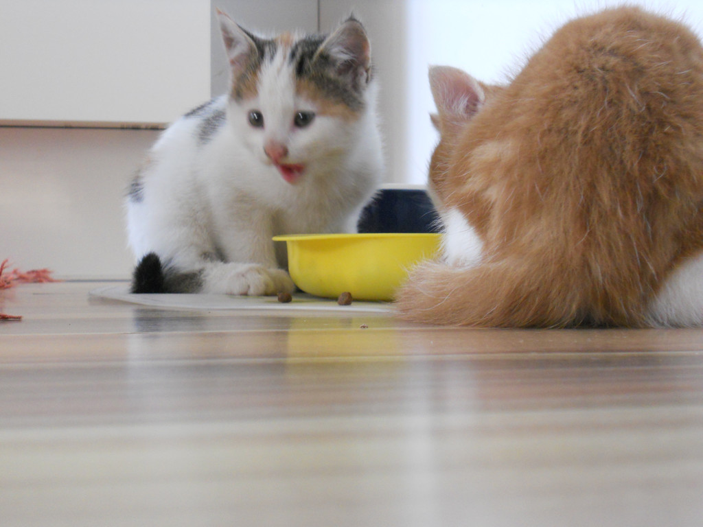 DSCN0344_jpg-1307904951