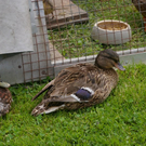 mini-bea_Fritz_Gassner _4__jpg-1307908119