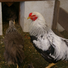 mini-bea_Fritz_Gassner _8__jpg-1307908129