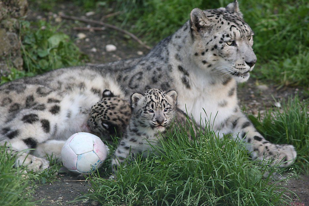 ZooSBG_SchneeleopardenJungtiere.jpg