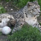 ZooSBG_SchneeleopardenJungtiere.jpg