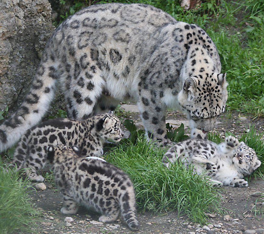 ZooSBG_SchneeleopardenSpiel.jpg