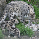 ZooSBG_SchneeleopardenSpiel.jpg