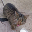 Zugelaufener Tiger in der Schwabengasse