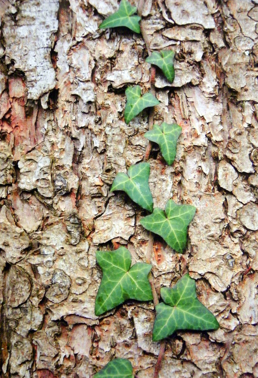 111_5190_JPG-1308523999