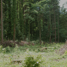 06Agrar_Laubholz_Rottannen_jpg-1308571205