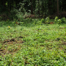 07Agrar_Laubholz_Jungwald_jpg-1308571219