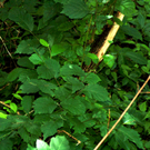 17Agrar_Laubholz_Ulme_jpg-1308571294
