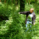 19Agrar_Laubholz_Waldrebe_jpg-1308571334
