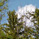 21Agrar_Laubholz_Eschensterben_jpg-1308571362