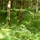 24Agrar_Laubholz_kleine_Ill_jpg-1308571377