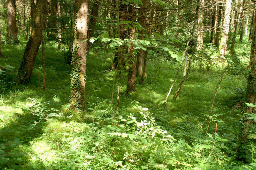 24Agrar_Laubholz_kleine_Ill_jpg-1308571377