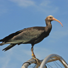 Waldrapp.jpg