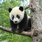 Panda Fu Hu, neue Bilder (Juni 2011)