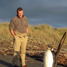 Kaiserpinguin schwamm 3.000 Kilometer nach Neuseeland