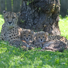 ZooSBG_GepardGinger_Nachwuchs.jpg