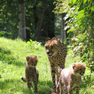 ZooSBG_Ginger_Nachwuchs.jpg
