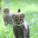 ZooSBG_NeugierigeBlicke_Gepard.jpg