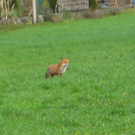 Fuchs spaziert durch Hard