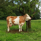 22062011brandmichelbeuernzsaktivnews_1775.jpg